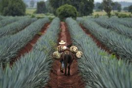 Thursdays Tequila: Kender du forskellen tequila og mezcal - udover at begge giver hovedpine dagen efter?