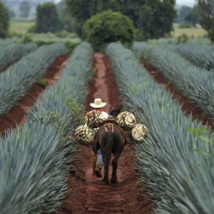 Thursdays Tequila: Kender du forskellen tequila og mezcal – udover at begge giver hovedpine dagen efter?