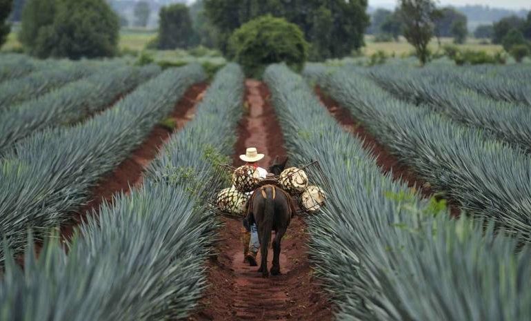 Thursdays Tequila: Kender du forskellen tequila og mezcal - udover at begge giver hovedpine dagen efter?