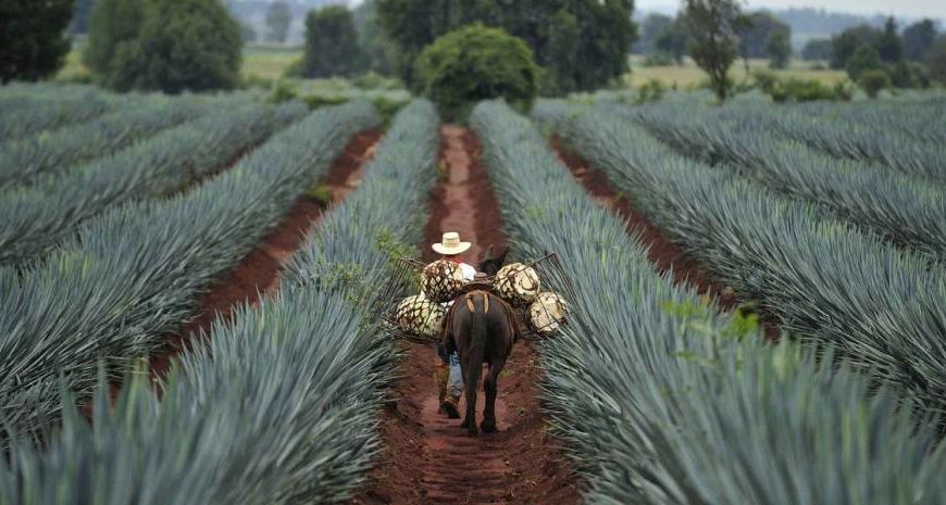 Thursdays Tequila: Kender du forskellen tequila og mezcal – udover at begge giver hovedpine dagen efter?