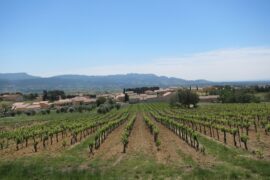 Derfor holder jeg så meget af Rhône vin