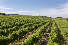 10 ting du med garanti ikke vidste om fransk vin...