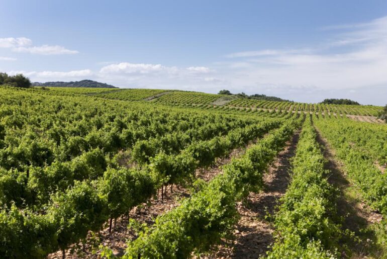 10 ting du med garanti ikke vidste om fransk vin...