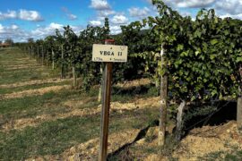 Guide om Ribera Del Duero