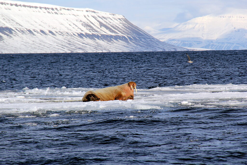 Spiseguide og rejseguide til Svalbard Norge